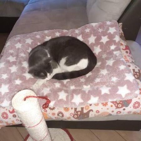 The Awesome House With The Bomber Cat Appartamento Lugo  Esterno foto